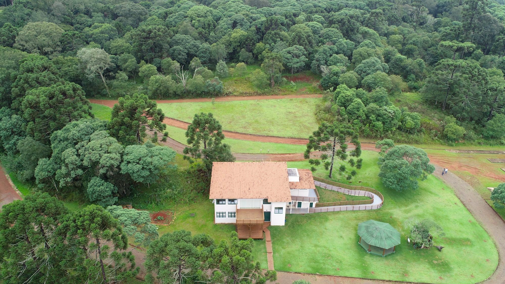 0565 araucárias foto adrio centeno ima