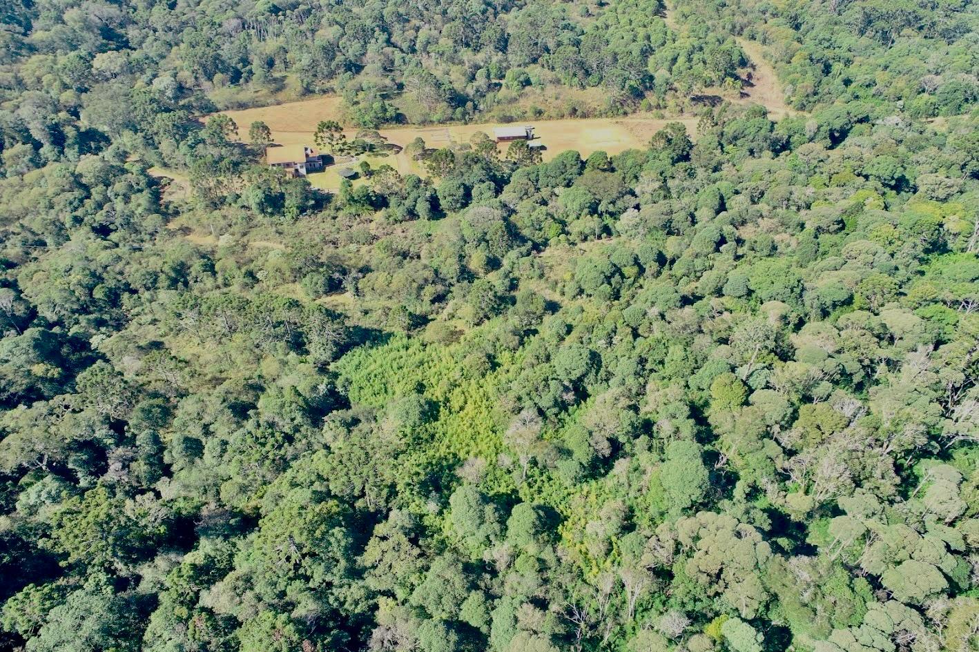 3005 araucárias adrio centeno ima