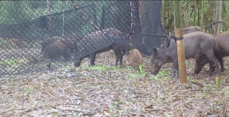 Armadilhas são monitoradas à distância no processo de manejo