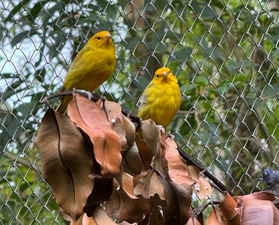 Foto Canário da terra Cetas SC4