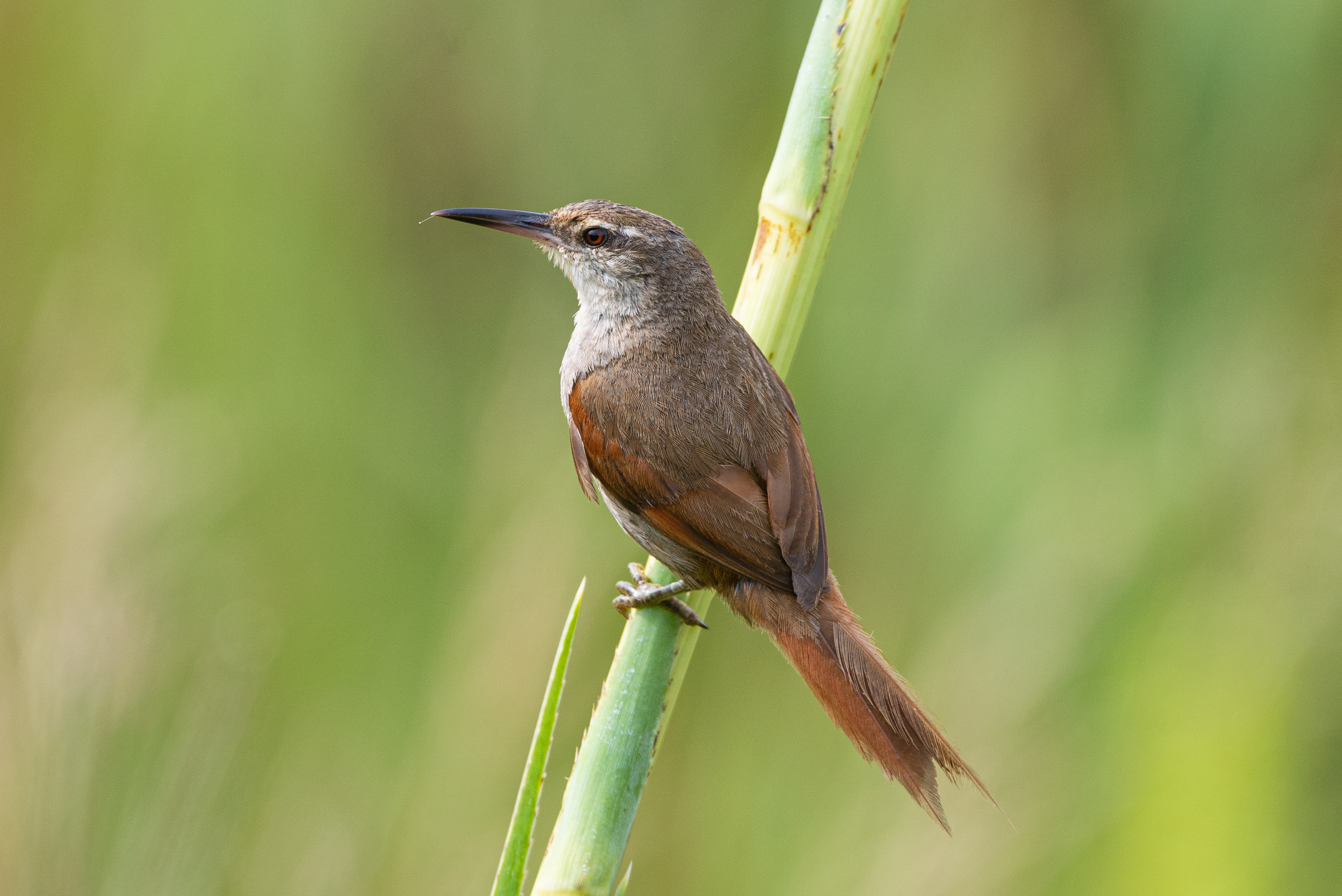 INSERIR FOTO DO JUNQUEIRO COM A LEGENDA Junqueiro de bico reto Limnoctites rectirostris Espécie Ameaçada de Extinção na categoria Criticamente em Perigo CR Foto Raphael Zulianello