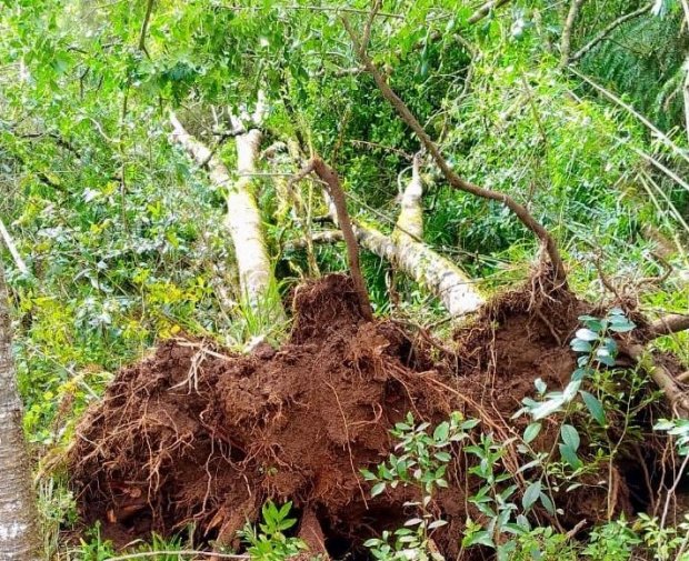 consema aprova reaproveitamento das madeiras das arvores derrubadas pelos tornados 20200825 1448401134