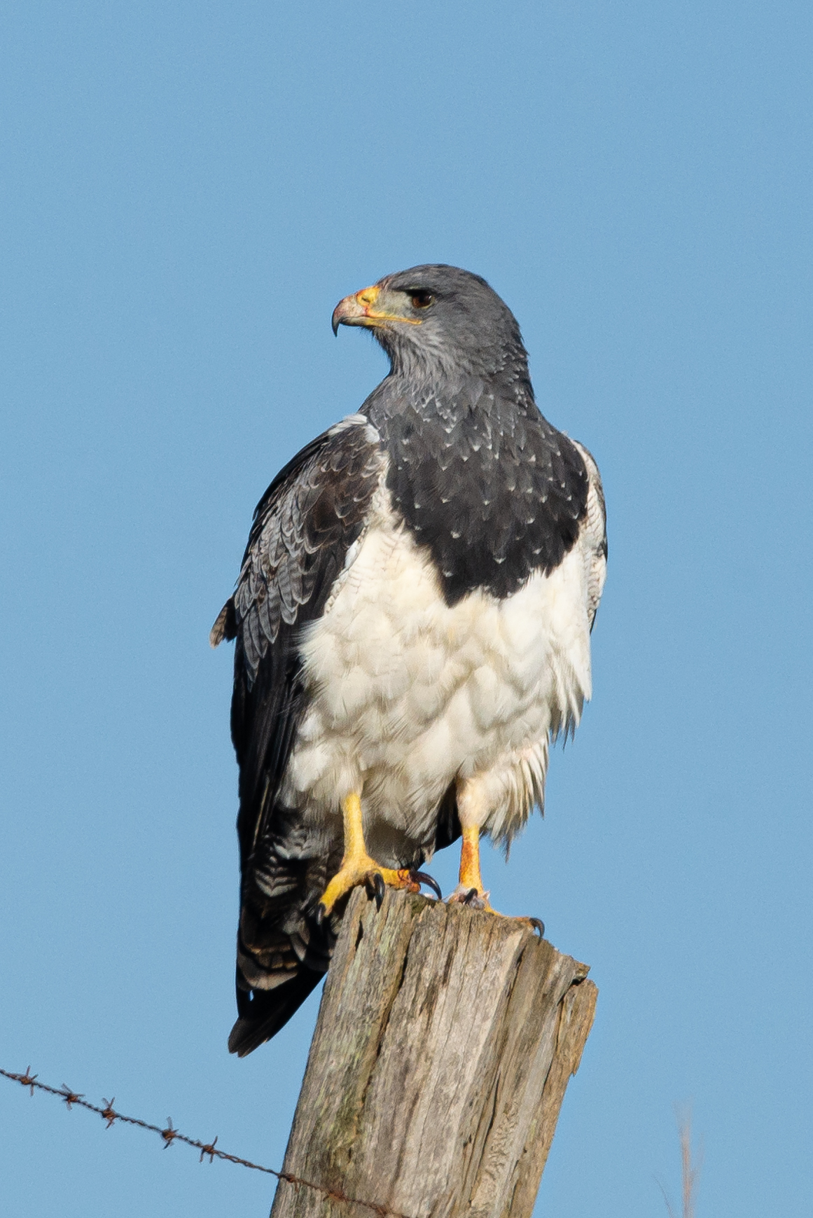 Águia chilena Geranoaetus melanoleucus Espécie ameaçada de extinção na categoria Vulnerável VU Foto Raphael Zulianello